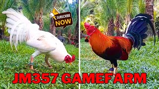 LETS GO TO BEAUTIFUL JM357 GAMEFARM [upl. by Oirasec]