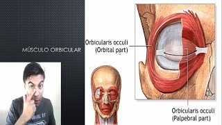 Anatomia do olho O vídeo mais completo em português [upl. by Therine]