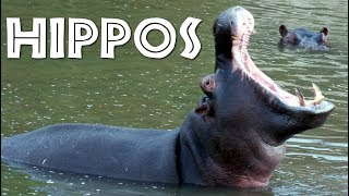 All About Hippos for Kids Hippopotamus for Children  FreeSchool [upl. by Ahseim]