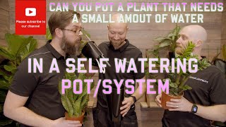 Can I put a plant🌱 that needs a small amount of water in a self watering pot [upl. by Shulock]