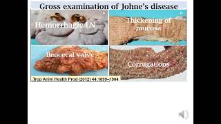 Johns disease pathology Mycobacterium paratuberculosis [upl. by Mide]