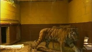 Tigre ataca e mata funcionária de zoológico na Inglaterra [upl. by Whitford]