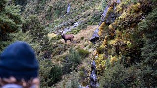 Fiordland Wapiti Hunting MID BUGLE 2023  New Zealand [upl. by Nnahaid]