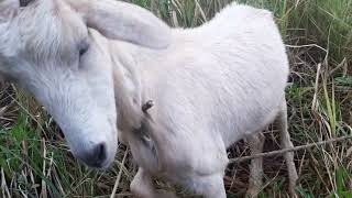 Conociendo a Los Caprinos cabras campo Colombia [upl. by Niwrek]