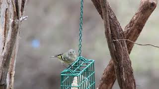 Ruby crowned Kinglet [upl. by Neeroc]