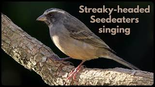 STREAKYHEADED SEEDEATER singing its canary song [upl. by Midan]