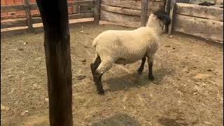 Texel sheep 🐑🤠 [upl. by Fleming]