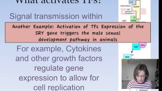 Eukaryotic Gene Expression [upl. by Hut]