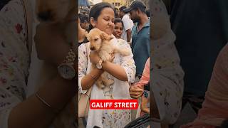 Galiff Street Pet Market। Dog Market shorts Dog petmarket galiffstreet [upl. by Loma]