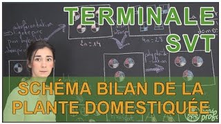 Schéma bilan de la plante domestiquée  SVT  Terminale  Les Bons Profs [upl. by Keeryt]