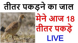 तीतर पकड़ने का जाल बनाये  titar kese pkde [upl. by Eittol]