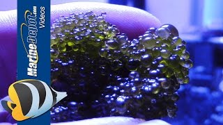 Aquarium Algae Control Bubble Algae Dinoflagellates Bryopsis amp Turf Algae  Part 2 [upl. by Hareemas]