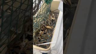 Best Biloxi Back Bay Catch and Cook Ever bluecrabs flounder whitetrout mullet [upl. by Bradski626]