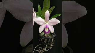 Cattleya violacea var Coerulea x sib KS1 x KS2 orchid anggrek cattleya [upl. by Ordisy739]