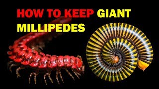 How to keep Giant Millipedes Weird and Wonderful Pets Episode 6 of 15 [upl. by Teyugn177]