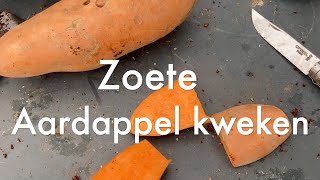 Inis Moestuin 177  Begin maart starten met zoete aardappel kweken [upl. by Mahon]