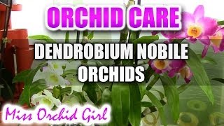 Orchid care  How to care for Dendrobium Nobile Orchids  watering fertilizing reblooming [upl. by Neelya994]