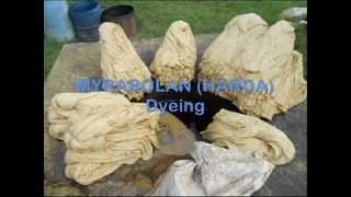 myrobalan dyeing [upl. by Ayahsal]