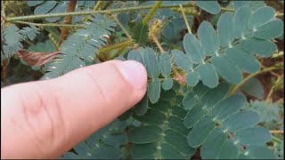 Mimosa púdica sensitiva dormilona vergonzosa nometoques moriviví dormidera adormidera [upl. by Zorah614]