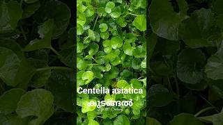 Centella asiatica  കുടങ്ങൽ ഇതിന്റെ ഔഷധഗുണം അറിഞ്ഞാൽ എല്ലാവരും ഈ സസ്യം വീട്ടിൽ വളർത്തും [upl. by Namrej]