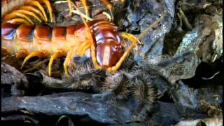 Tarantulas And Their Venomous Relations [upl. by Etterual]