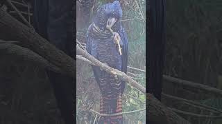 Redtailed black cockatoo eating zoo birds cockatoo parrot australianAnimals australianBirds [upl. by Nakah]