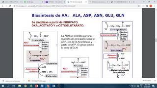 BIOSINTESIS DE AMINOACIDOS [upl. by Kcirddet]