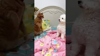 Cat funny videos cat cutespets funnycats cutepets101 catvideos pets funnypetschannel [upl. by Talich]