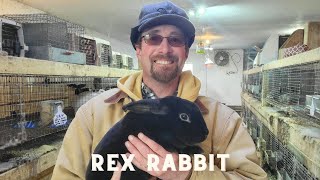 History and facts about Rex Rabbits [upl. by Shiff]