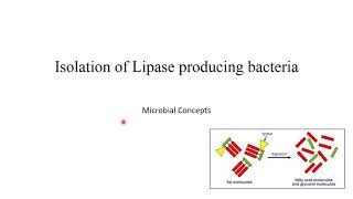 Isolation of lipase enzyme producing microbes with viva question MSc Microbiology practical series [upl. by Asiral]