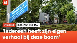 Oudste boom van centrum Enschede maakt kans op landelijke titel [upl. by Ahsatniuq]