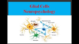 Glial Cells  Neuroglia  Non neuronal Cells  Neuropsychology [upl. by Atteuqcaj85]