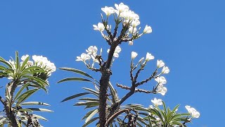 PALMEIRA DE MADAGASCAR GIGANTE E SUAS FLORES 🥰💚 pachypodium lamerei [upl. by Royal832]