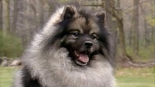 Keeshond  small size dog breed [upl. by Ojyram]