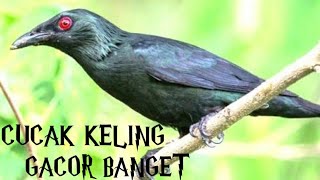 Burung Cucak Keling Gacor Full Isian Teler [upl. by Yajet]