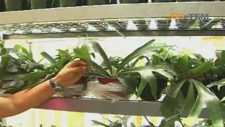 Propagacion de plantas Parte 2 [upl. by Leimad116]