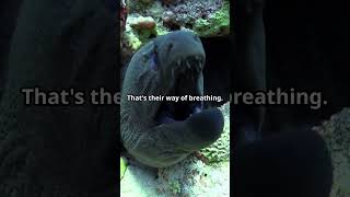 Amazing Facts About Moray Eels facts youtubeshorts education nature wildlife animals ocean [upl. by Natalya]