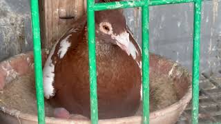 A male meulemans pigeon feeding his newly hatched chicks [upl. by Gairc]