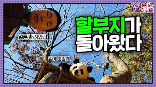 SUB 전지적 할부지 시점 ep198 quot할부지 이즈 백quot 폭포에 머리 감는 후이부터 야근하는 루이까지🐼 바오패밀리의 일상이 가득💕│ Panda World [upl. by Lucic]