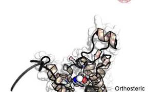 CaffeinehA2A Adenosine Receptor Recognition Supervised Molecular Dynamics [upl. by Zitvaa]