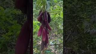 Technique for growing brinjal plant brinjal brinjalgrafting farming fruitfarming viral shorts [upl. by Barrington]