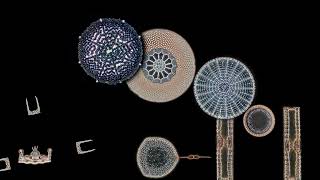 Marine diatoms in a quartz watch movementlike animation [upl. by Lev490]