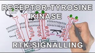 Receptor Tyrosine Kinase  RTK Signalling [upl. by Aneem]