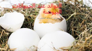 التوالد عند الحيوانات البيوضة [upl. by Asin]