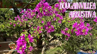 Como plantar bougainvillea arbustiva em vasos [upl. by Clovah]