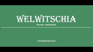 welwitschia How to pronounce welwitschia with Phonetic and Examples [upl. by Yrekcaz]