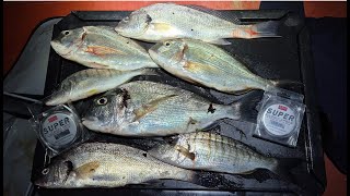 Ligurian Fishing Adventures  RITORNO A PESCARE A FONDO  Tra Orate mormore e ombrine [upl. by Siclari]