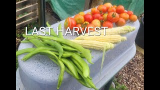 ALLOTMENT HARVEST  ALLOTMENT UK [upl. by Wilber]