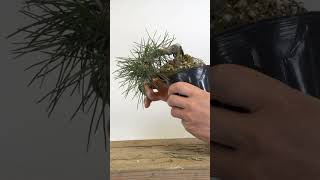 Shohin Black Pines with Jonas Dupuich [upl. by Merth102]