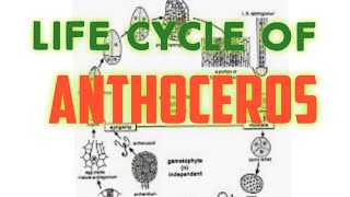 📖Anthoceros Life Cycle BSc 1st [upl. by Enirbas]